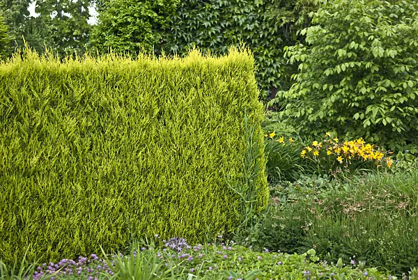 517262 - Leyland cypress (Cupressocyparis leylandii 'Castlewellan Gold')