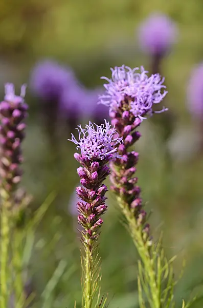 534288 - Liatride (Liatris scariosa)