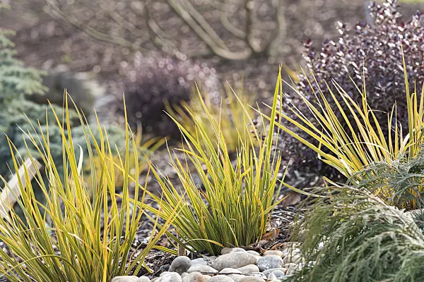 625248 - Libertia ixioides 'Goldfinger'