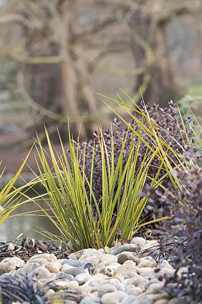 625249 - Libertia ixioides 'Goldfinger'