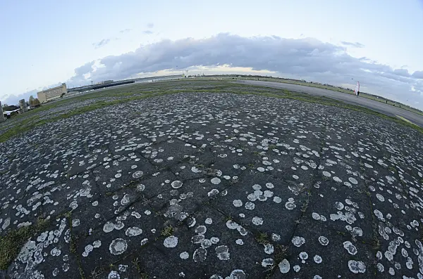 526015 - Lichen (Lecanora muralis syn. Lecanora saxicola) at former Berlin Tempelhof Airport, Tempelhofer Freiheit, Berlin, Germany