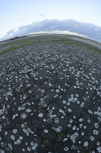 526016 - Lichen (Lecanora muralis syn. Lecanora saxicola) at former Berlin Tempelhof Airport, Tempelhofer Freiheit, Berlin, Germany