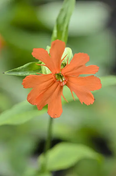 523156 - Lichtnelke (Lychnis cognata syn. Silene cognata)