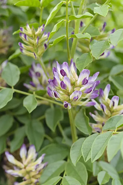 473336 - Licorice (Glycyrrhiza glabra)
