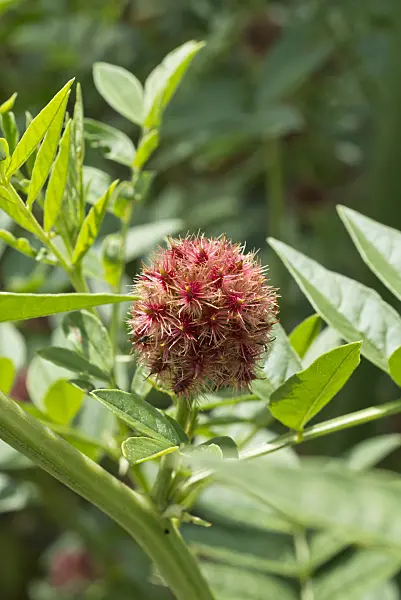 558345 - Licorice (Glycyrrhiza glabra)