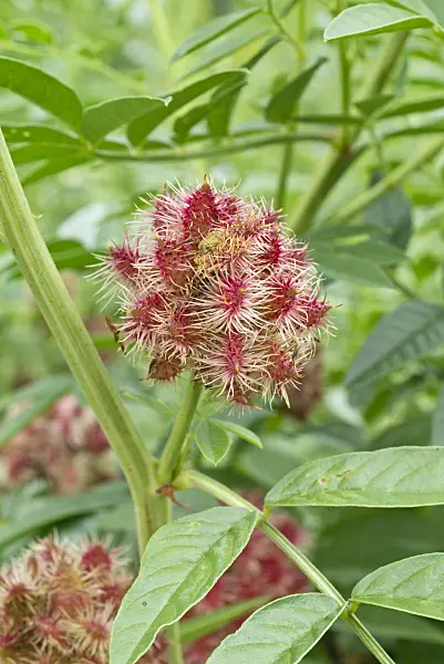 559026 - Licorice (Glycyrrhiza glabra)
