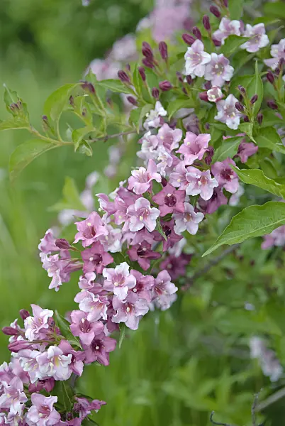 490186 - Liebliche Weigelie (Weigela florida)