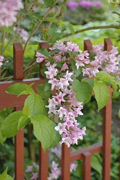 490187 - Liebliche Weigelie (Weigela florida)