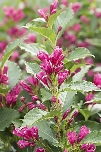 625387 - Liebliche Weigelie (Weigela florida 'Big Love')