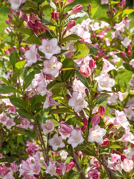 426111 - Liebliche Weigelie (Weigela florida 'Carnaval')