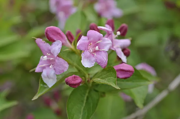 472224 - Liebliche Weigelie (Weigela florida 'Eva Rathke')