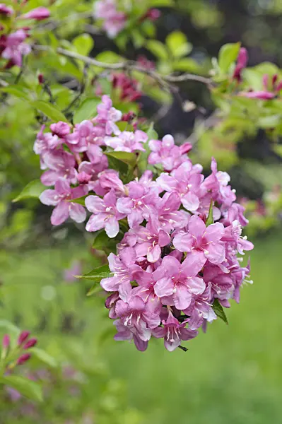472226 - Liebliche Weigelie (Weigela florida 'Eva Rathke')
