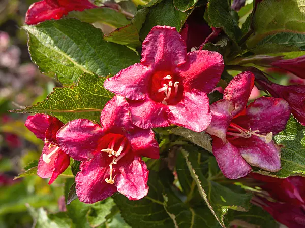 426112 - Liebliche Weigelie (Weigela florida 'Lucifer')