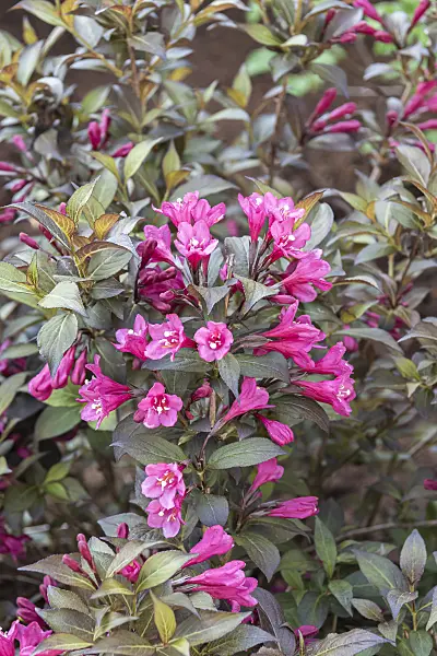 638382 - Liebliche Weigelie (Weigela florida 'Minor Black')