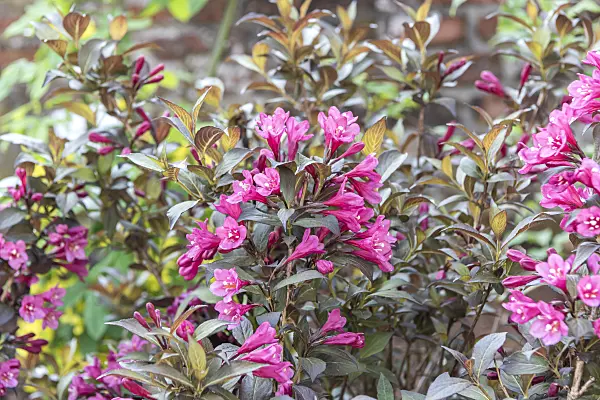 638383 - Liebliche Weigelie (Weigela florida 'Minor Black')