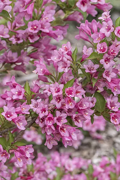 638380 - Liebliche Weigelie (Weigela florida 'Minuet')