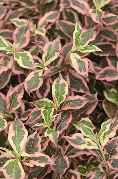 571078 - Liebliche Weigelie (Weigela florida 'Monet')