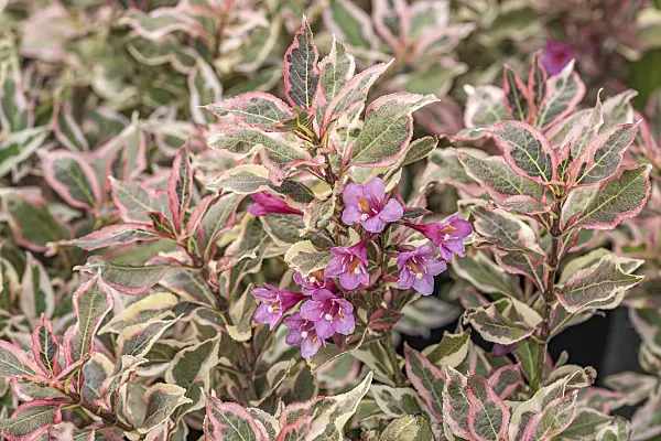 638384 - Liebliche Weigelie (Weigela florida 'Monet')