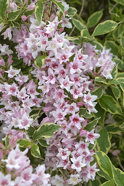 575353 - Liebliche Weigelie (Weigela florida 'Nana Variegata')
