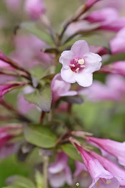 472229 - Liebliche Weigelie (Weigela florida 'Purpurea')