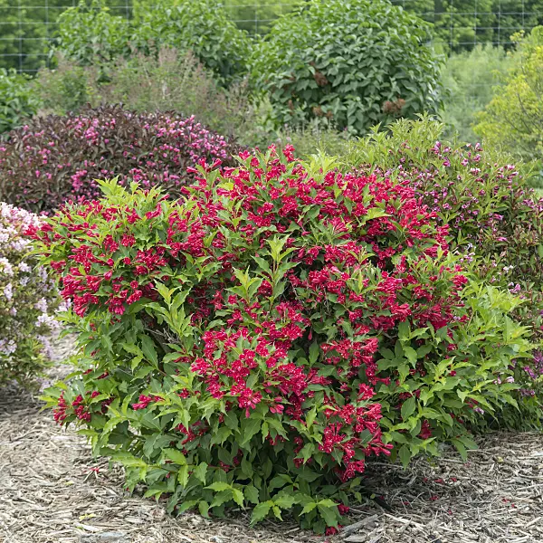 616353 - Liebliche Weigelie (Weigela florida 'Red Prince')