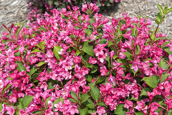 675385 - Liebliche Weigelie (Weigela florida 'Sonic Bloom Pink')