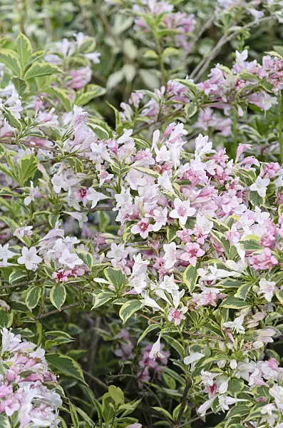 508204 - Liebliche Weigelie (Weigela florida 'Variegata')
