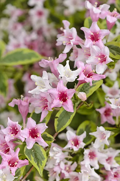 545020 - Liebliche Weigelie (Weigela florida 'Variegata')