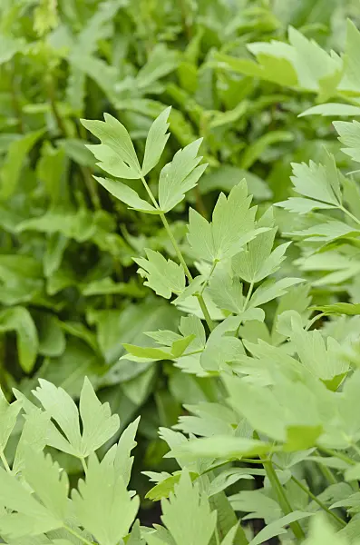 520215 - Liebstöckel (Levisticum officinale)