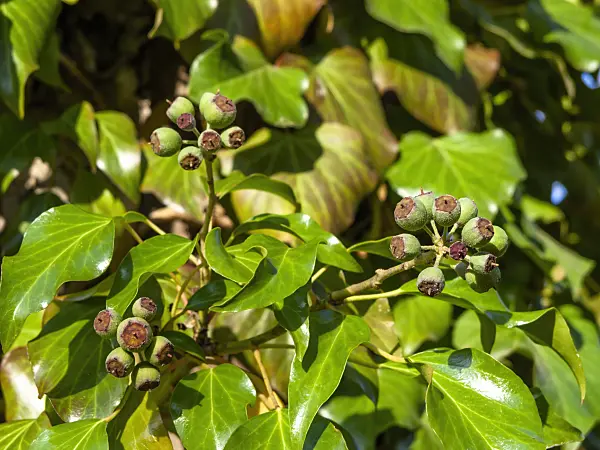 431076 - Lierre grimpant (Hedera helix)