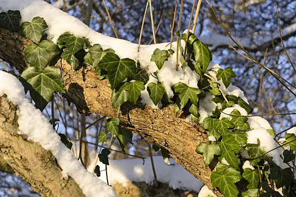 491017 - Lierre grimpant (Hedera helix)