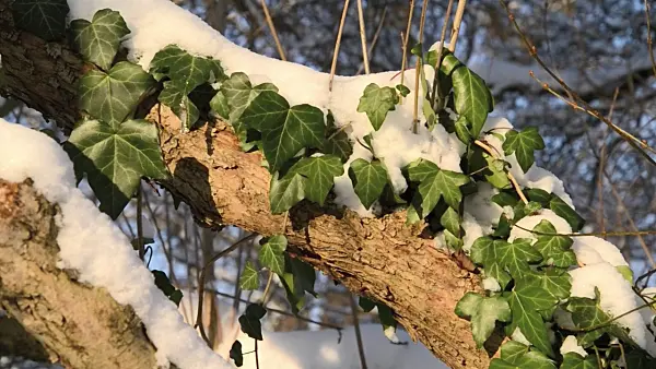 491089 - Lierre grimpant (Hedera helix)