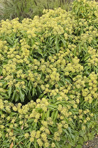 525023 - Lierre grimpant (Hedera helix)
