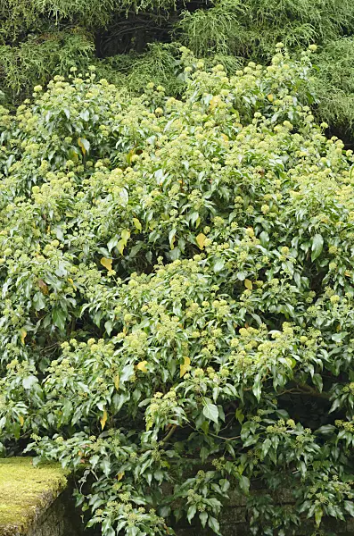 572048 - Lierre grimpant (Hedera helix)