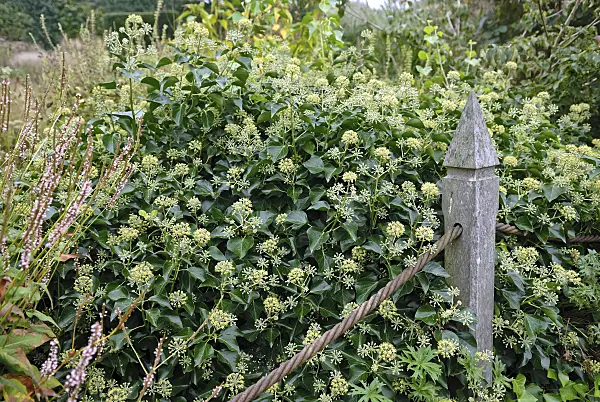 471394 - Lierre grimpant (Hedera helix 'Arborescens')