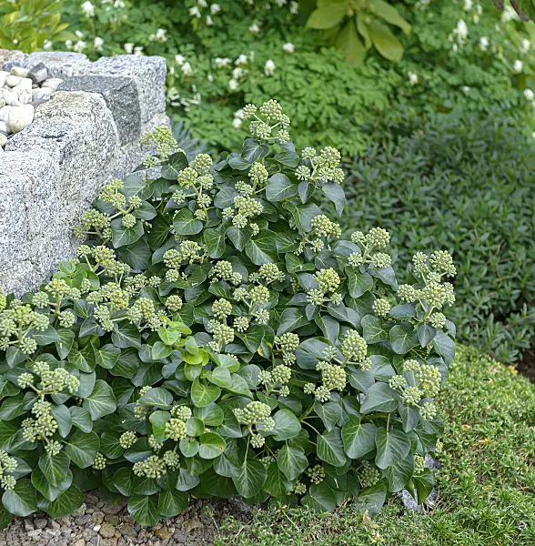 607055 - Lierre grimpant (Hedera helix 'Arbori Compact')