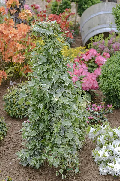 558111 - Lierre grimpant (Hedera helix 'Glacier')