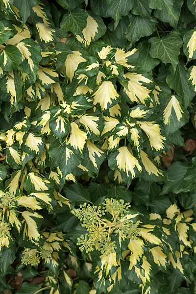 675041 - Lierre grimpant (Hedera helix 'Goldheart')