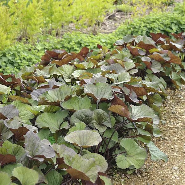 547166 - Ligulaire dentée (Ligularia dentata 'Desdemona')
