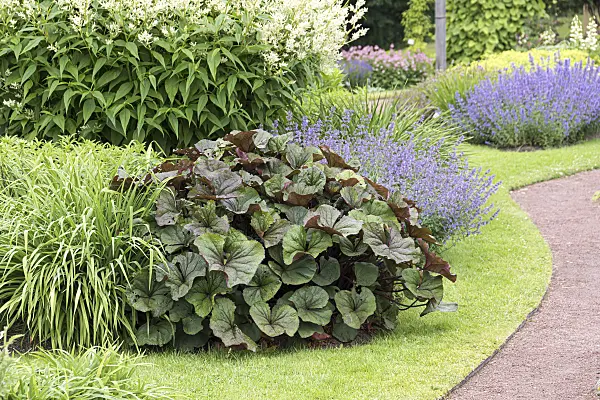 651371 - Ligulaire dentée (Ligularia dentata 'Desdemona')