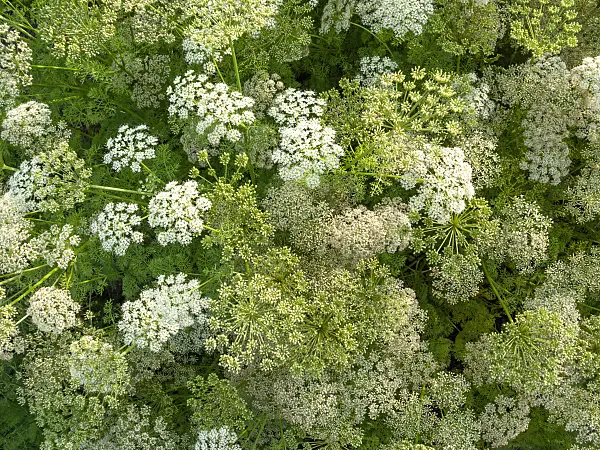 426337 - Ligusticum lucidum
