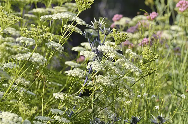 497281 - Ligusticum lucidum and Bourgati's eryngo (Eryngium bourgatii)