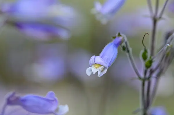 521046 - Lilac penstemon (Penstemon gracilis)