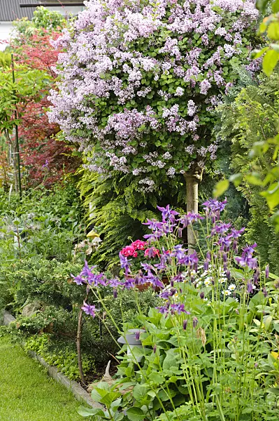 484338 - Lilac (Syringa) and columbine (Aquilegia)