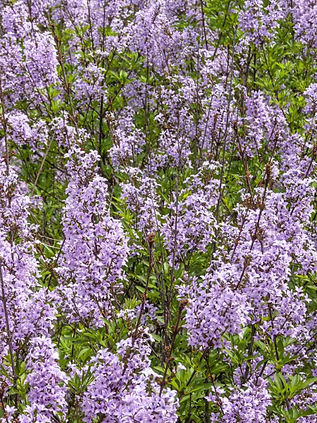 413006 - Lilac (Syringa protolaciniata 'Kabul')