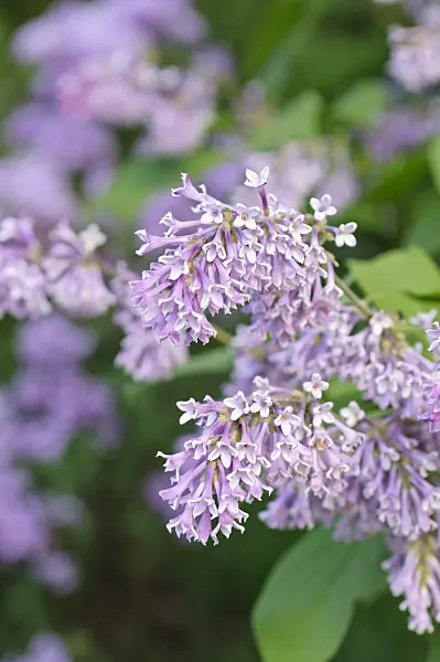472127 - Lilac (Syringa wolfii)
