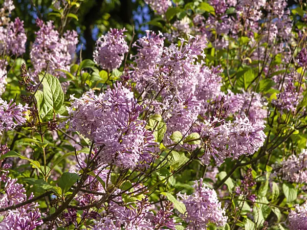 438027 - Lilac (Syringa x henryi)