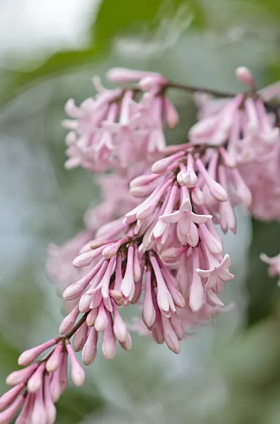 533324 - Lilac (Syringa x josiflexa 'Bellicent')