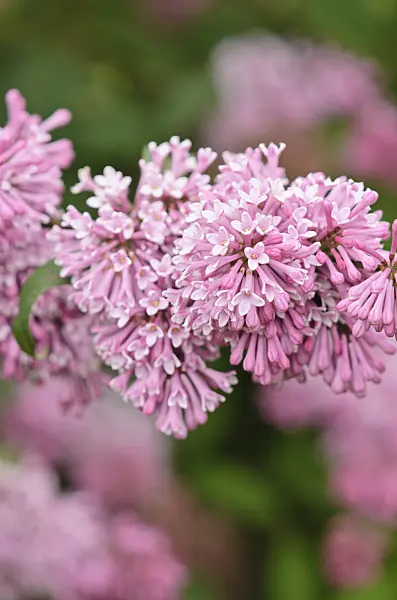 533245 - Lilac (Syringa x prestoniae 'Elinor')