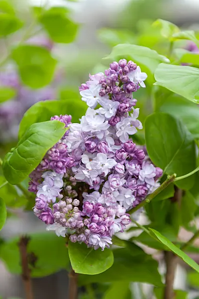 664454 - Lilas commun (Syringa vulgaris 'Taras Bulba')